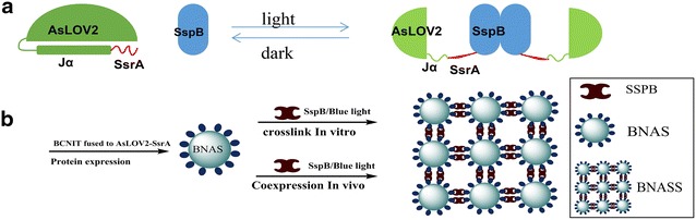 Fig. 1