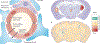 Figure 2|