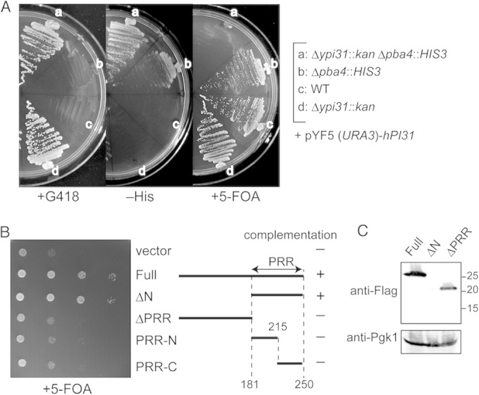 FIG 6