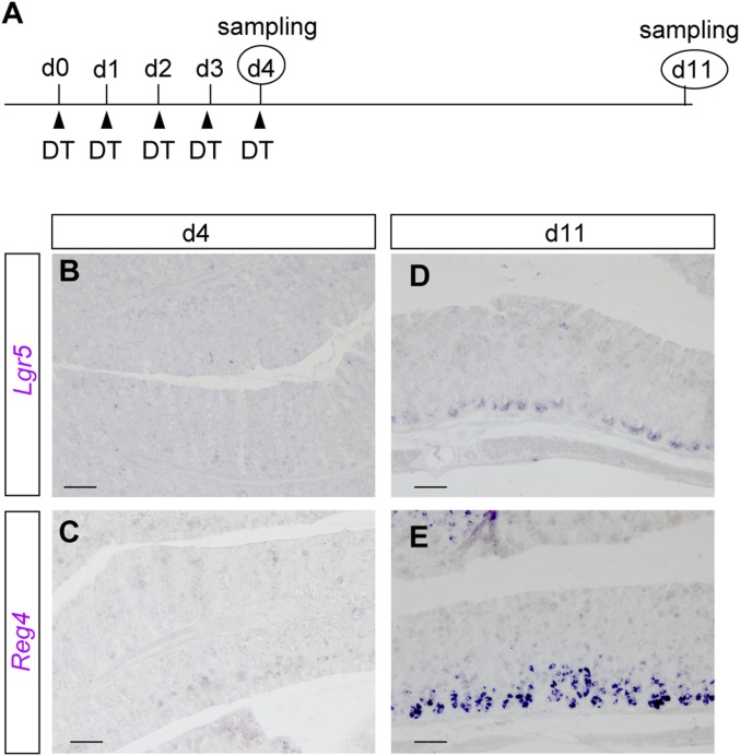 Fig. S6.