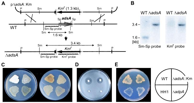 FIG. 7