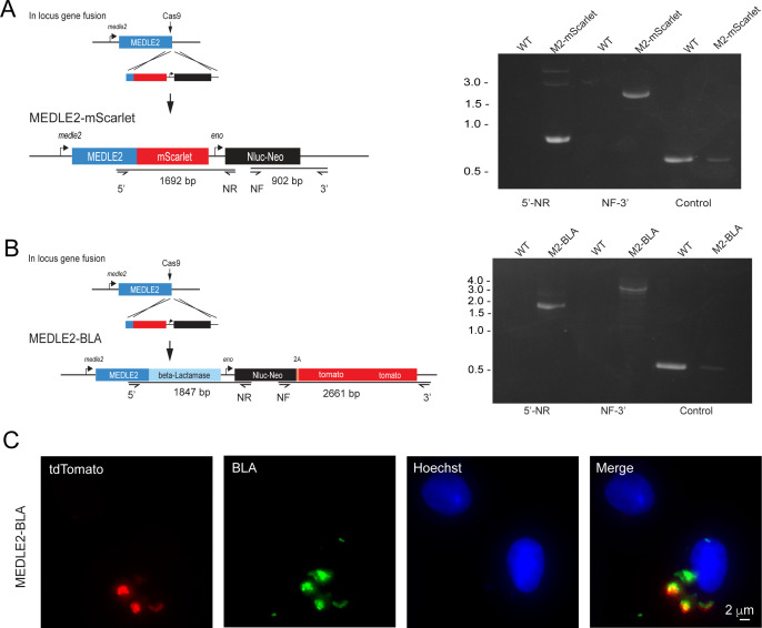 Figure 4—figure supplement 1.