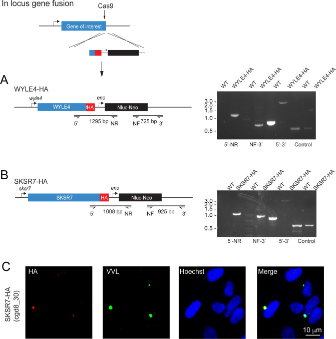 Figure 1—figure supplement 1.