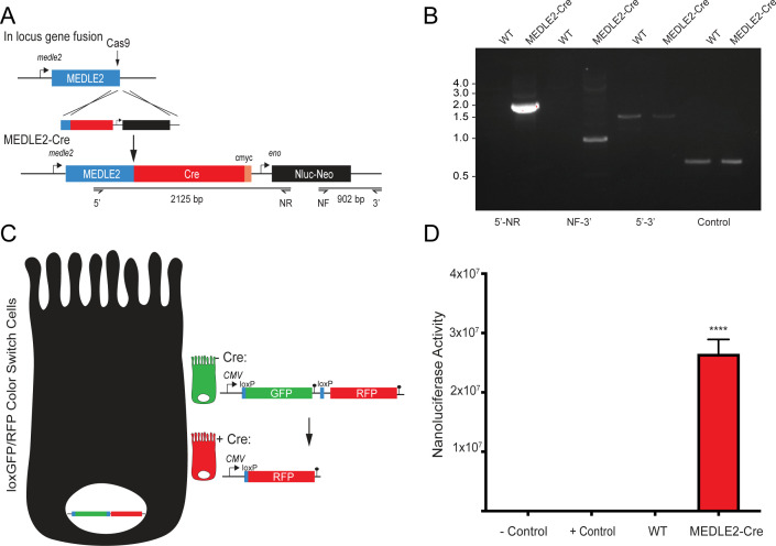 Figure 4—figure supplement 2.