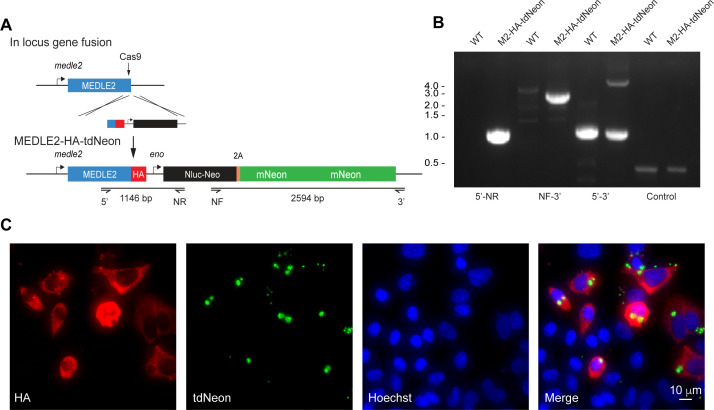 Figure 2—figure supplement 1.