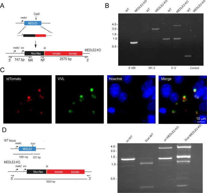 Figure 1—figure supplement 2.