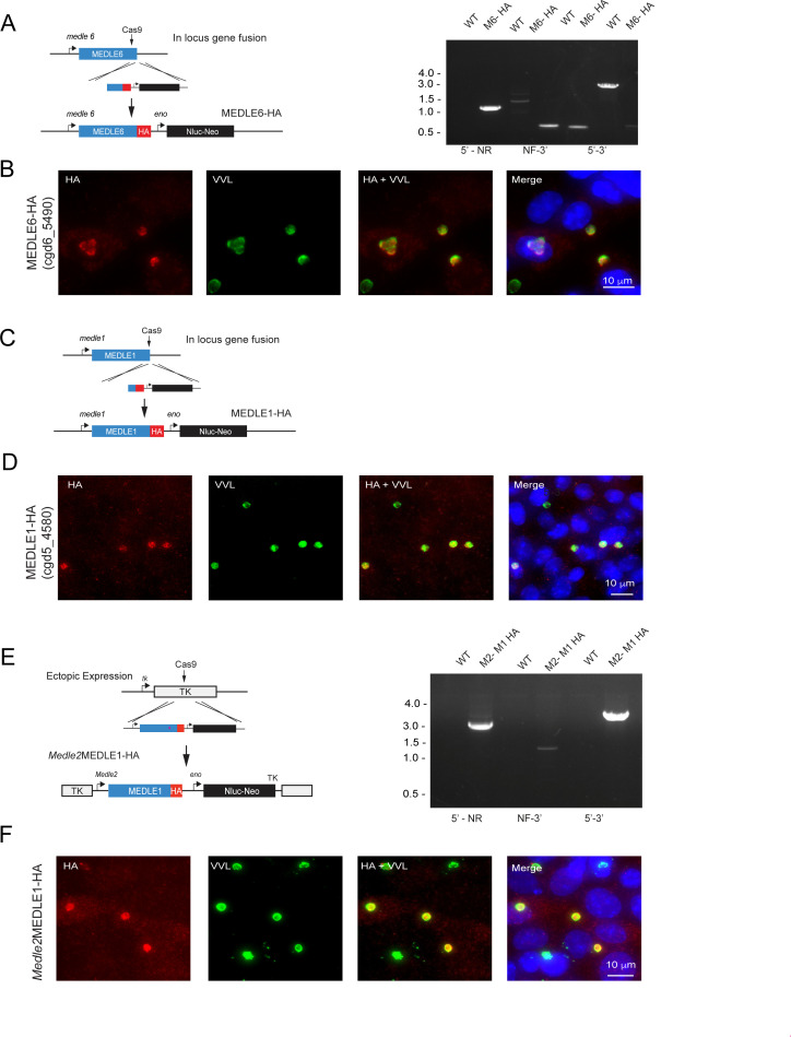 Figure 1—figure supplement 3.