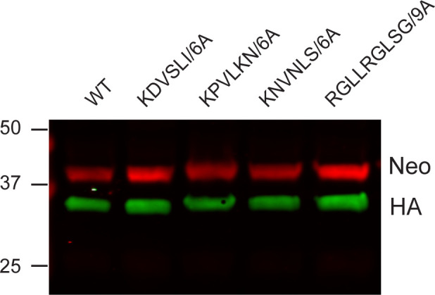 Figure 5—figure supplement 2.