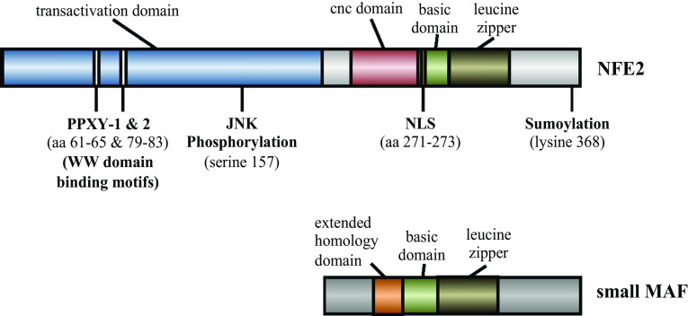 Fig. 1