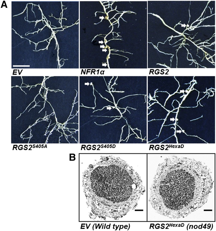 Figure 12.