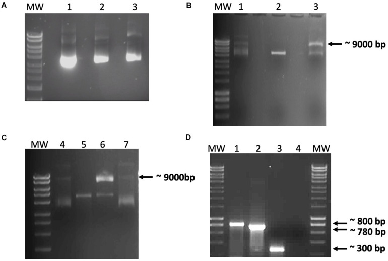 FIGURE 2