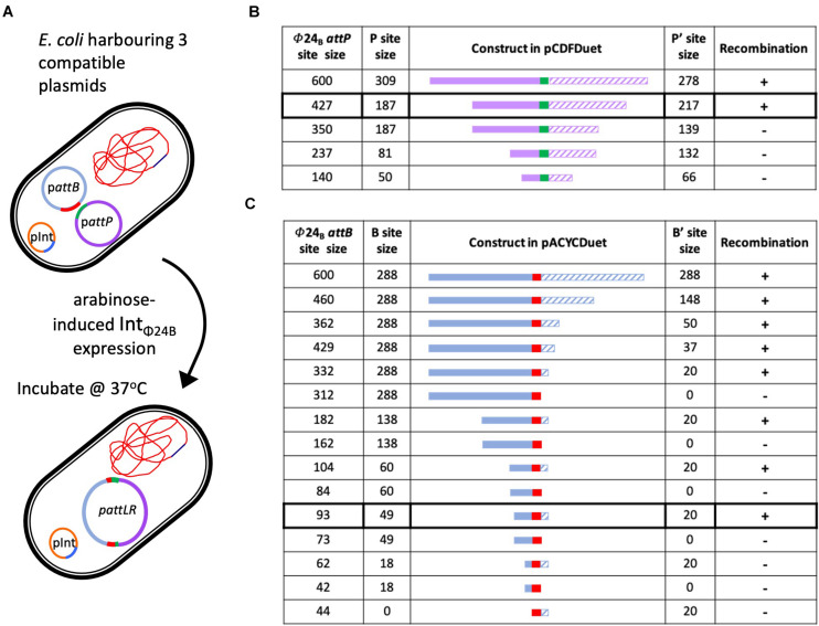 FIGURE 3