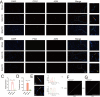 Fig. 11