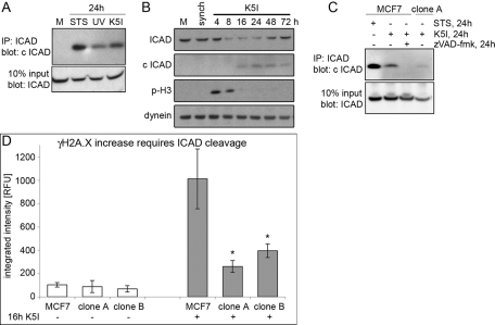 FIGURE 5: