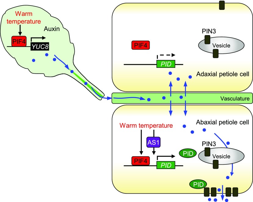 Figure 7.