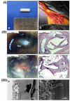 Figure 18