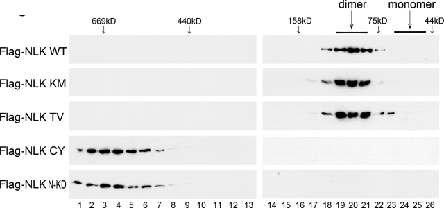 FIGURE 5: