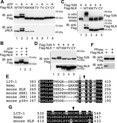 FIGURE 1: