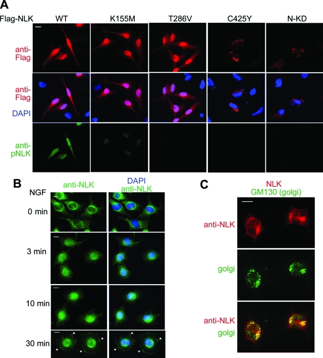 FIGURE 6: