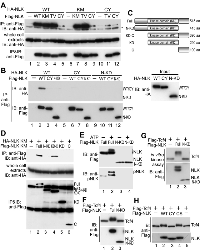 FIGURE 4: