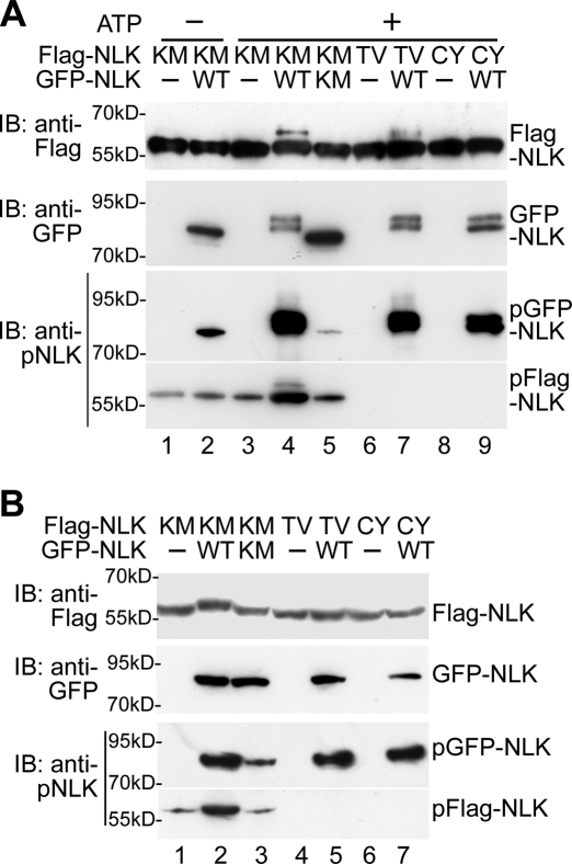 FIGURE 3: