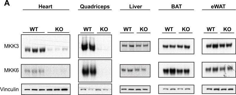 Figure 7—figure supplement 3.