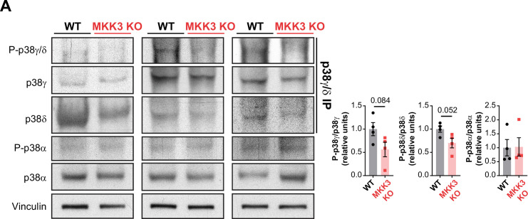 Figure 5—figure supplement 1.