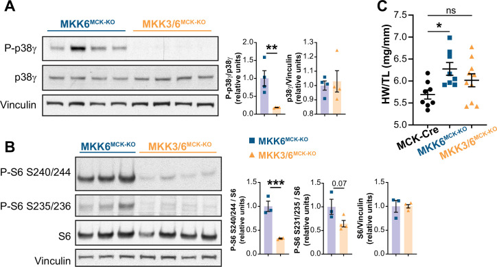 Figure 7—figure supplement 4.