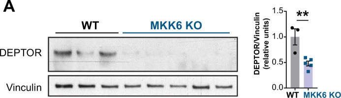 Figure 7—figure supplement 1.