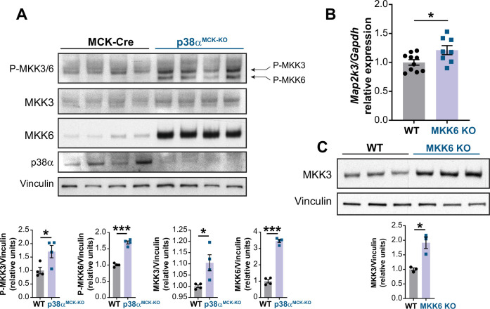 Figure 5—figure supplement 2.