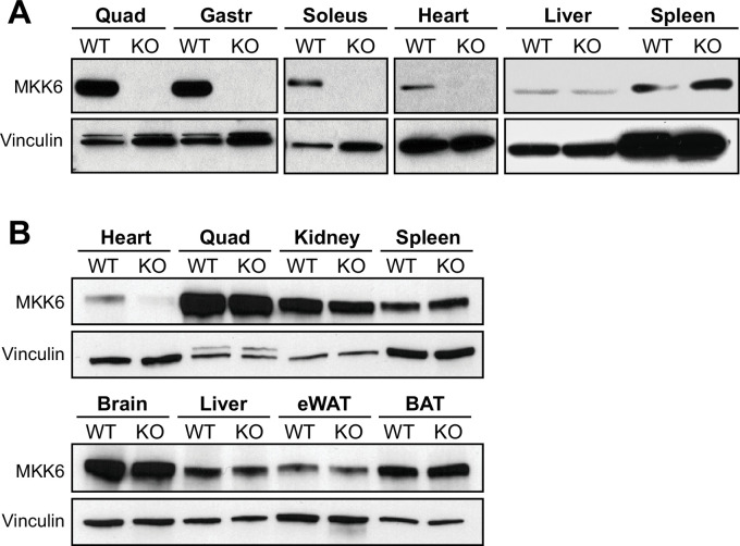 Figure 4—figure supplement 1.