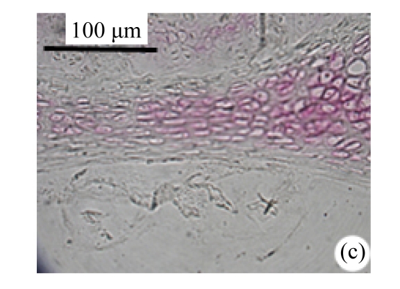 Fig.3