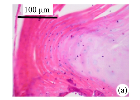 Fig.2