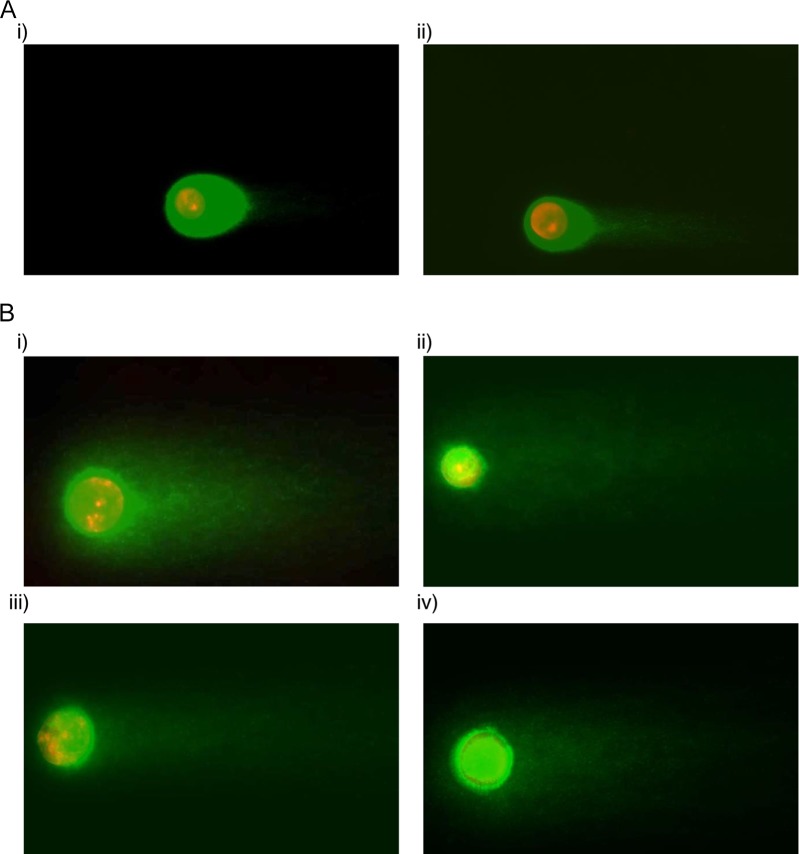 FIG 3 