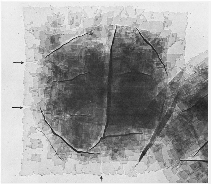 Figure 13.