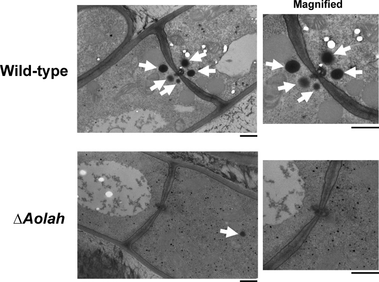 FIG 2