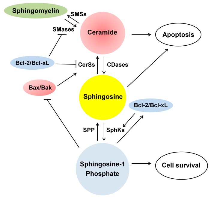 Ceramide-Induced Apoptosis in Renal Tubular Cells: A Role of ...