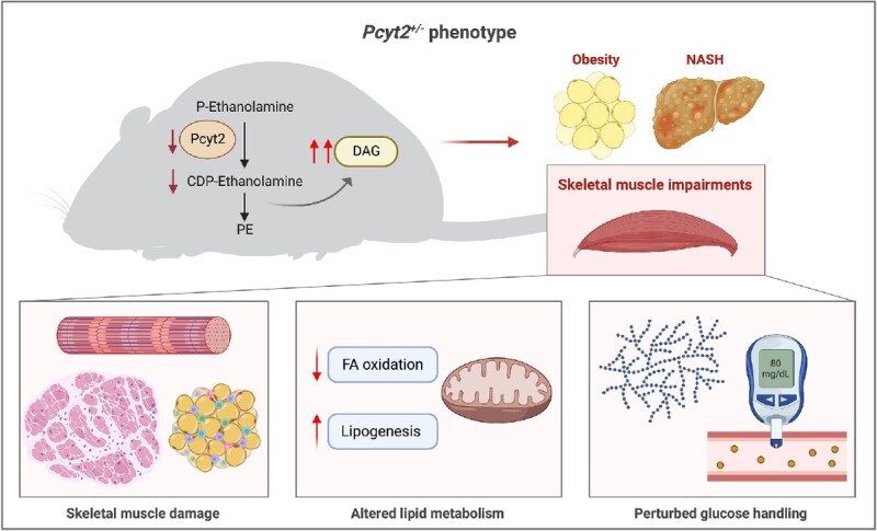 Graphical Abstract