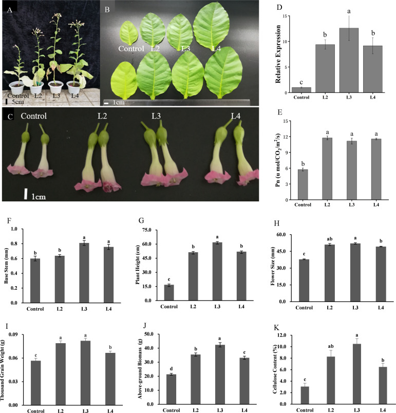 Figure 6