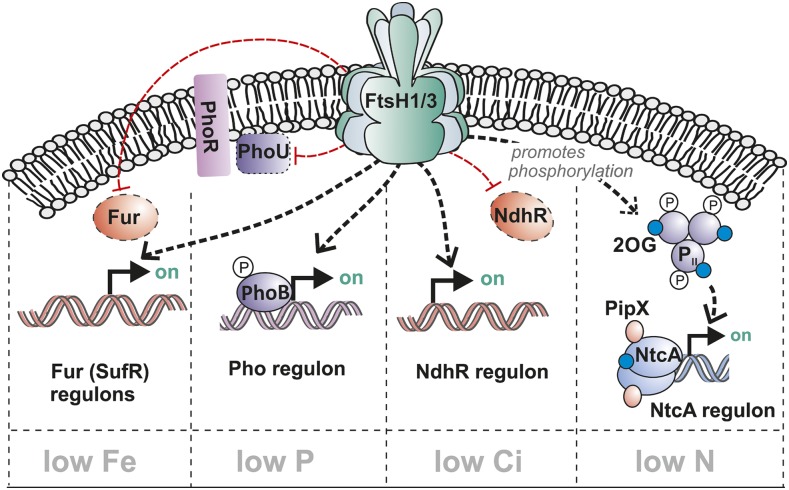 Figure 9.