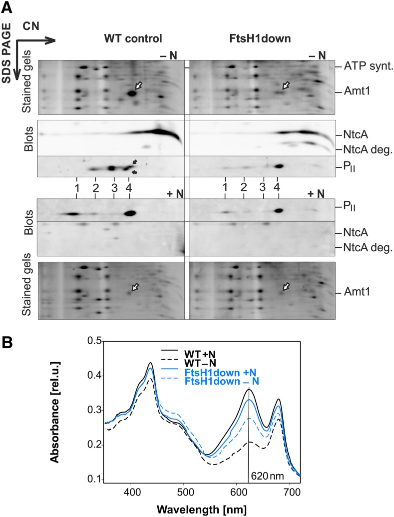 Figure 5.