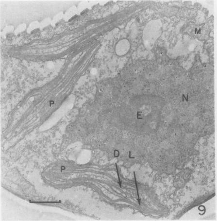 Fig. 9