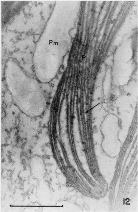 Fig. 12