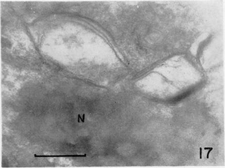 Fig. 17