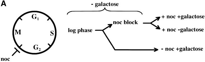 Figure 3.—