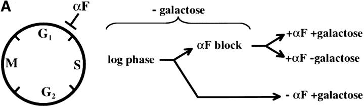 Figure 2.—