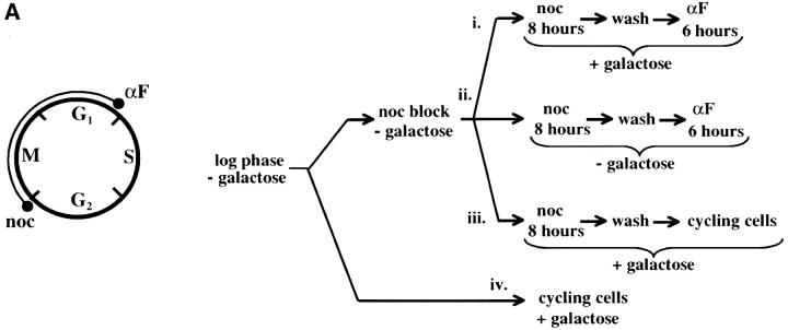 Figure 5.—