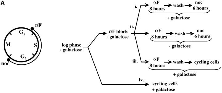 Figure 4.—