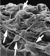 Fig. 11