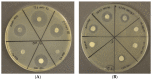 Figure 10